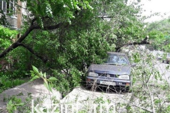 Фотография к новости: Дерево упало на мужчину и придавило авто в Алматы