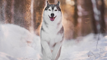 Фотография к новости: Прогноз погоды в Казахстане на 9 февраля