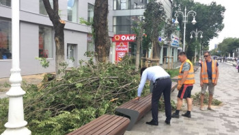 Фотография к новости: После вырубки деревьев на Арбате изменить правила по зелёным насаждениям намерены в Алматы