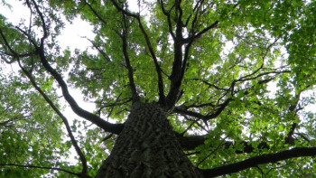 Фотография к новости: Алматинские дубы заражены серьёзной инфекцией  – экологи