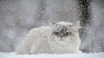 Фотография к новости: На большей территории Казахстана пройдут осадки 28 декабря