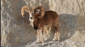 Фотография к новости: Исчезающее животное сняли на видео в Мангистау