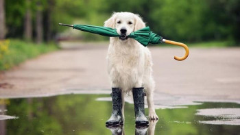 Фотография к новости: Дожди, грозы и усиление ветра обещают синоптики в Казахстане 23 июля