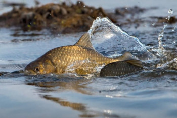 Фотография к новости: В Казахстане усилят контроль вывоза рыбы за пределы страны