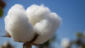 Фотография к новости: Единую цену на хлопок установят в Туркестанской области