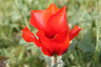 Фотография к новости: К традиционному фестивалю тюльпанов готовятся в Туркестанской области