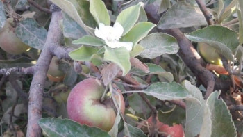 Фотография к новости: Яблони зацвели в Шымкенте
