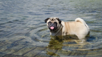 Фотография к новости: Аномальная жара ожидается в Казахстане в выходные 