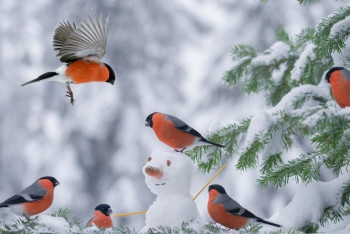 Фотография к новости: Какой будет погода 31 января, рассказали синоптики 