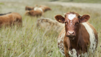 Фотография к новости: В Жамбылской области оштрафованы 245 скотокрадов на сумму 7,6 млн тенге