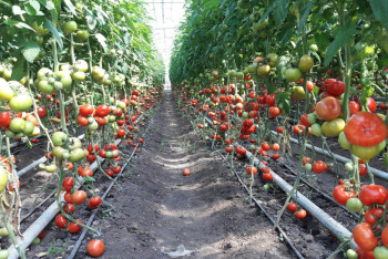 Фотография к новости: Объемы тепличной продукции увеличивают в ЗКО