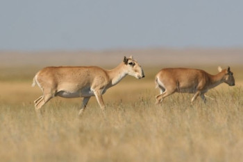 Фотография к новости: Численность сайгаков в Карагандинской области превысила 50 тысяч голов