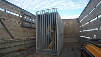 Фотография к новости: Сотрудники ДЧС Жамбылской области спасли тигра на трассе Алматы-Ташкент 