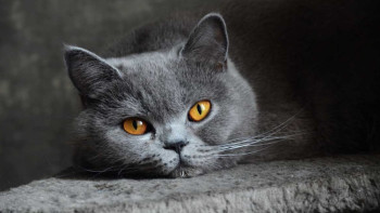 Фотография к новости: Ясновидящего кота продают за 5 млн рублей в России