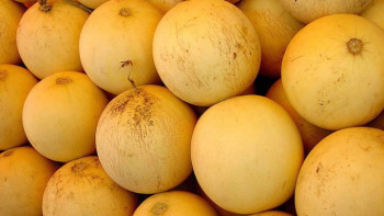 Фотография к новости: Россельхознадзор трижды не пропустил казахстанские дыни в Оренбургскую область