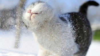 Фотография к новости: Потепление на выходных прогнозируют синоптики в Казахстане
