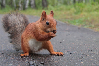 Фотография к новости: Бельчонок в лесах Зеренды умилил пользователей Казнета