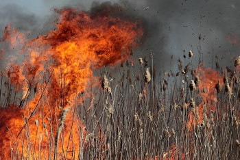 Фотография к новости: Обгоревший труп без вести пропавшей обнаружили пожарные в Костанайской области