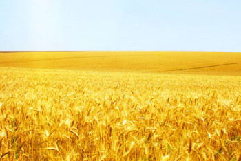 Фотография к новости: Почему фермеры отказались продавать зерно нового урожая, пояснили в «Продкорпорации»