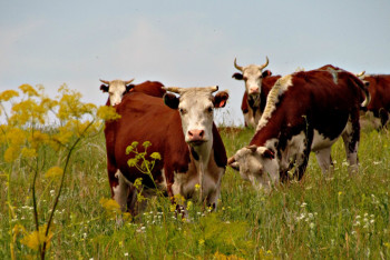 Фотография к новости: Проблемы развития сельхозкооперации озвучили в Минсельхозе