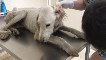 Фотография к новости: Жестокое обращение с тазы: животных направили в ветклинику