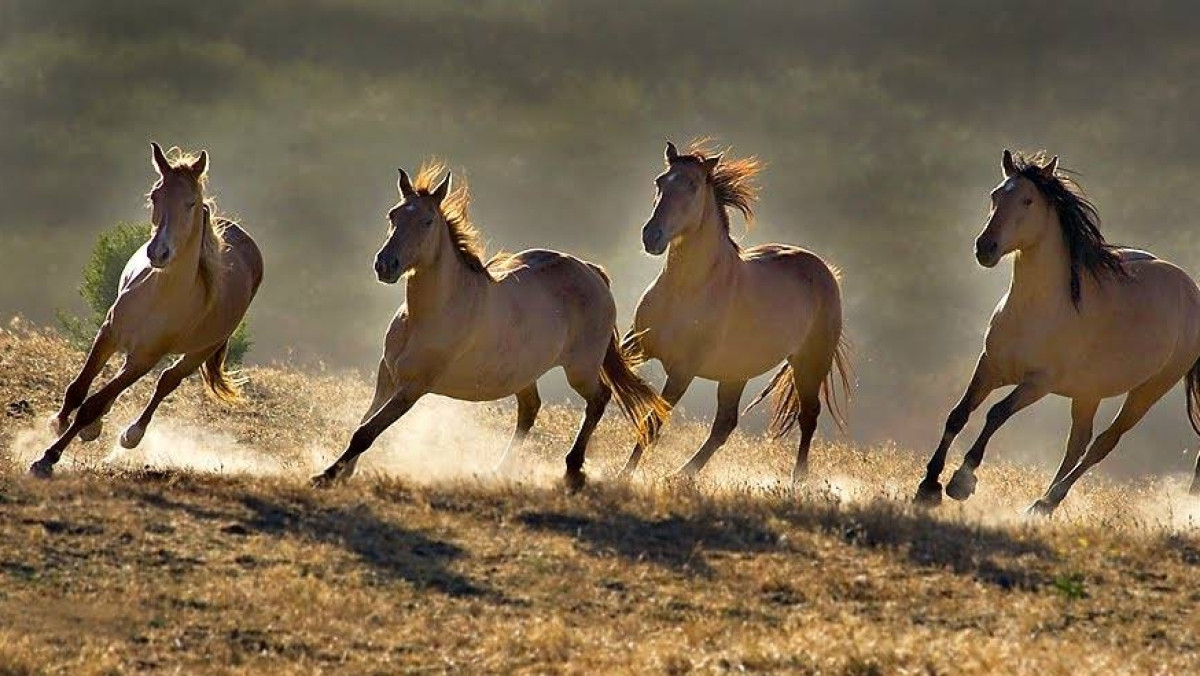  открытые источники