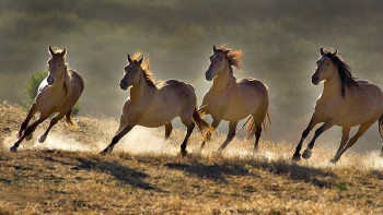 Фотография к новости: Промышлявшую скотокрадством группировку пресекли в Туркестанской области