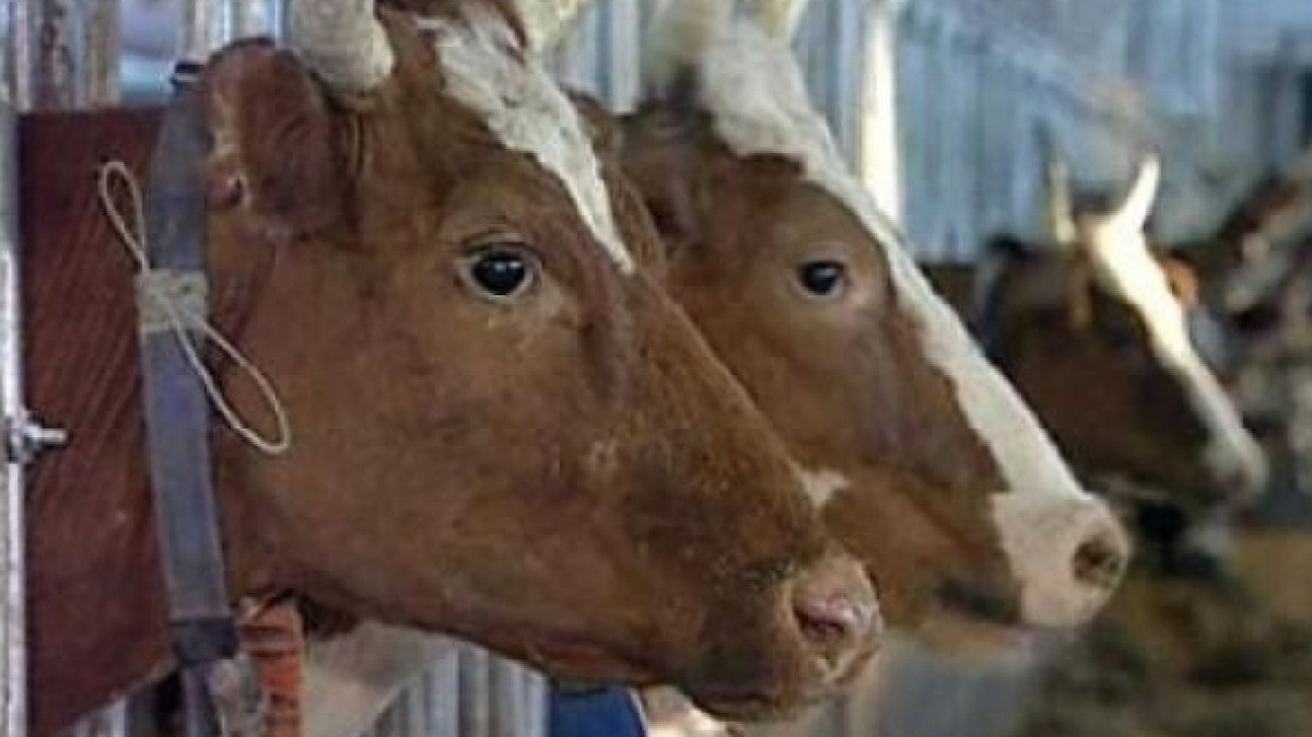  Из открытого источника 