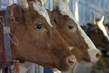 Фотография к новости: Вакцина против бешенства для сельскохозяйственных животных внедрена в Степногорске