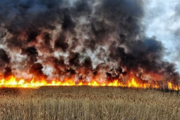 Фотография к новости: Крупный пожар ликвидировали в заповеднике Костанайской области