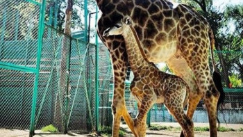 Фотография к новости: Детёныш жирафа родился в Алматинском зоопарке