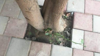 Фотография к новости: Закатавших деревья в бетон на отремонтированных улицах Алматы оштрафовали