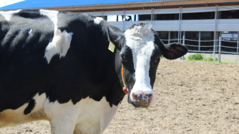 Фотография к новости: Чтобы поддержать отечественное производство, в Казахстане откажутся от экспорта необработанных шкур КРС 