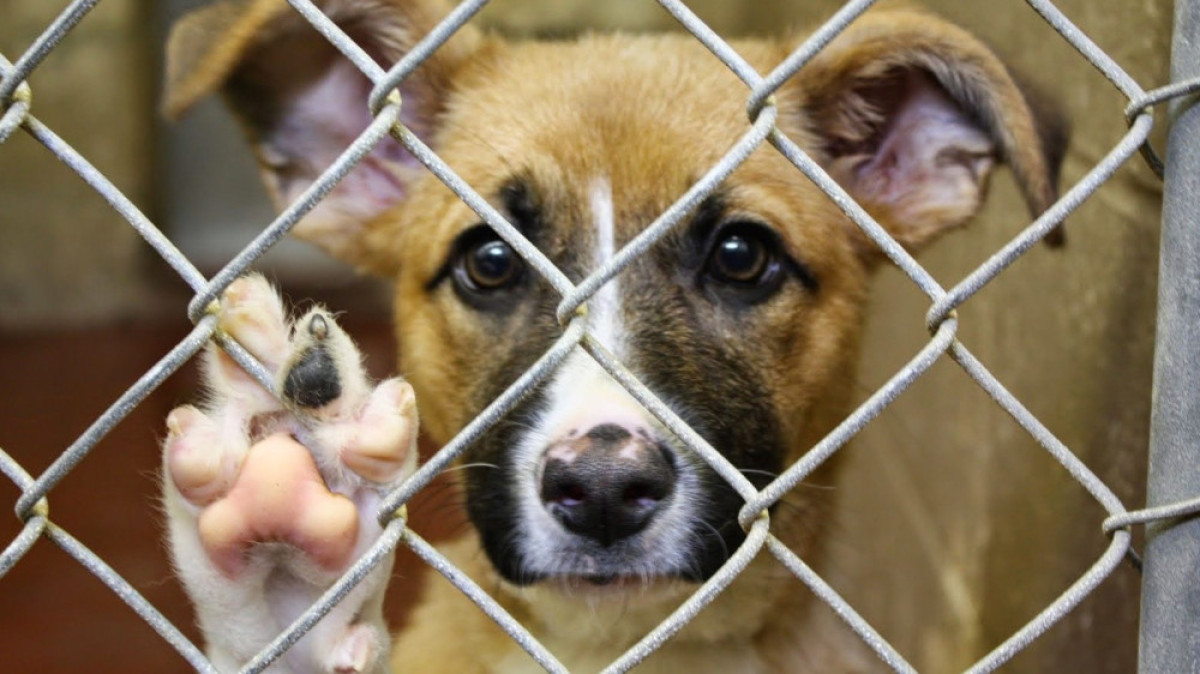  Иллюстративное фото 