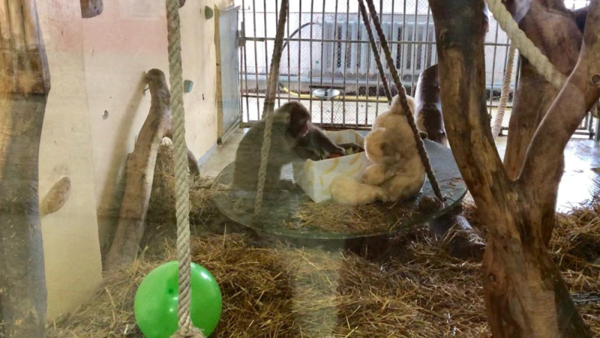  Сахибам Садырова 