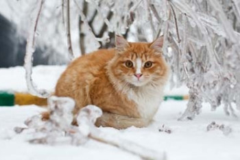 Фотография к новости: Понижение температуры вновь прогнозируют синоптики