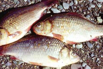 Фотография к новости: Рыбы-мутанты обнаружены в павлодарском озере Былкылдак 