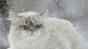 Фотография к новости: Морозная и снежная погода ожидается в Казахстане 26 января