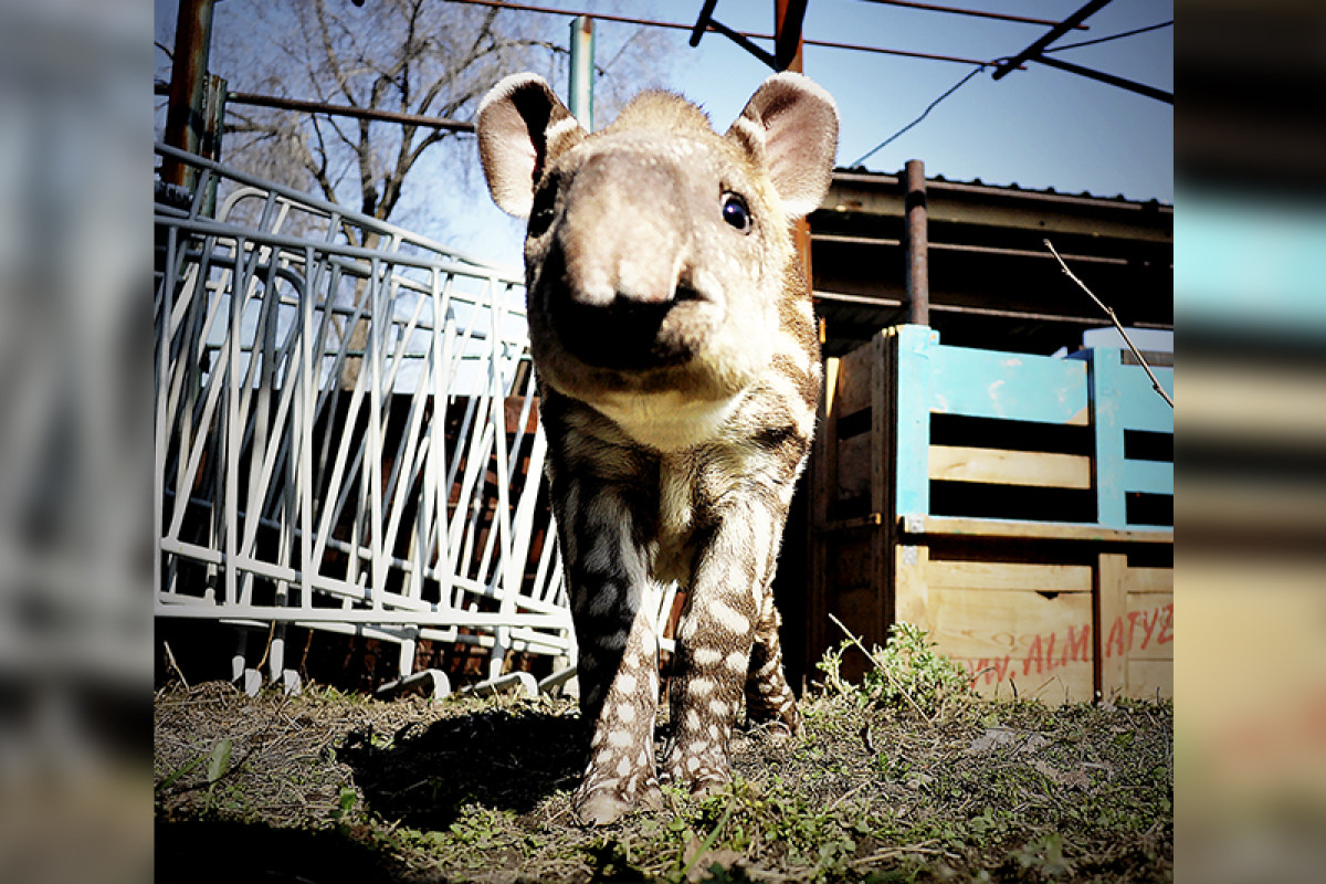  Михаила Сорокоумова