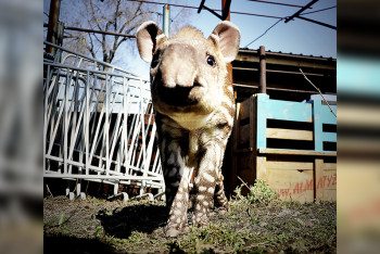 Фотография к новости: Тапирёнок родился в Алматинском зоопарке 
