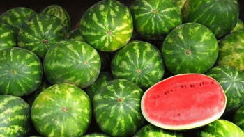 Фотография к новости: Партию заражённых арбузов изъяли и уничтожили в Астане путём захоронения