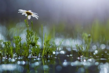 Фотография к новости: Дожди с грозами прогнозируются на большей части Казахстана 7 июня 