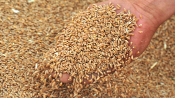 Фотография к новости: Больше пяти миллионов тонн зерна планируют собрать в Акмолинской области