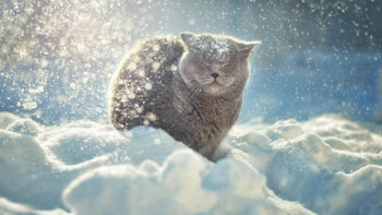 Фотография к новости: Синоптики прогнозируют метель, туман и гололёд в Казахстане 30 ноября