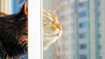 Фотография к новости: Потепление к 8 марта обещают синоптики