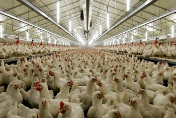 Фотография к новости: МСХ запретил ввоз продукции 36 птицефабрик России 