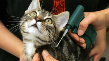 Фотография к новости: Бесплатно регистрировать и чипировать собак и кошек можно в Астане