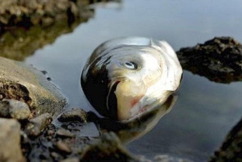 Фотография к новости: Депутаты просят Генпрокуратуру выяснить причины гибели рыбы на реке Урал