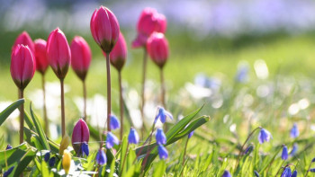 Фотография к новости: Весна в Казахстан придёт по расписанию - синоптики