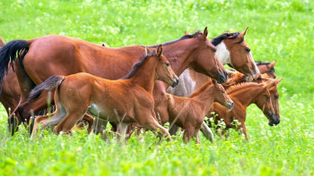 Фотография к новости: Обряды казахских коневодов вошли в список культурного наследия ЮНЕСКО